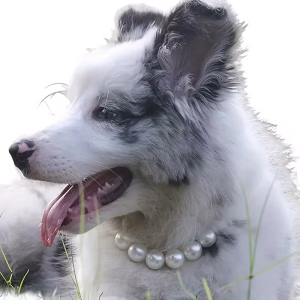 Collar Bijou de Perlas para Mascota — Talla M: imagen 4